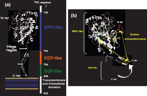 Autoimmune thyroid diseases: genetic susceptibility of thyroid‐specific genes and thyroid ...