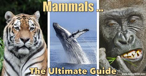 Mammals: The Ultimate Guide – Mammal Facts, Information & Pictures