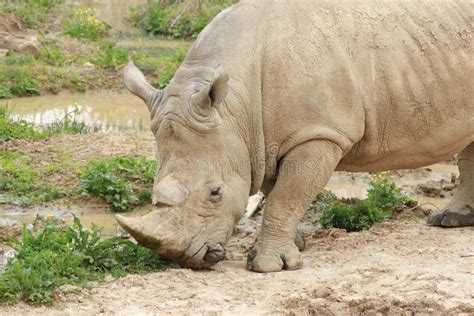 Rhinoceros stock photo. Image of beast, living, fauna - 33292006