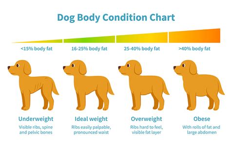 Overweight Dog? Here's How You Can Tell| Tucson Veterinary Specialist ...