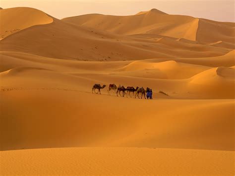 Five camels on the hills in the desert