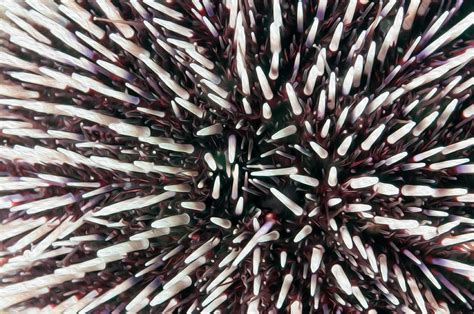 Urchin Spines Digital Art by Roy Pedersen - Fine Art America