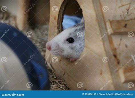 Small rat in his house stock photo. Image of closeup - 135064180