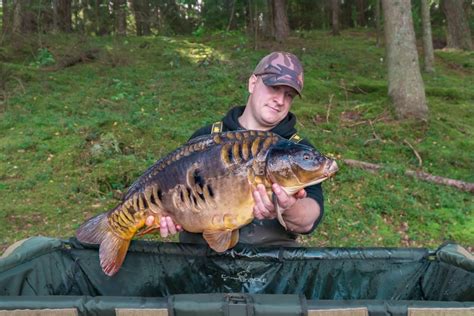 One of the most stunning mirror carp I caught... Look at this 10.4kg ...