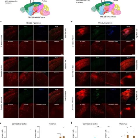 Longitudinal functional two-photon imaging: labeled neurons' visual... | Download Scientific Diagram