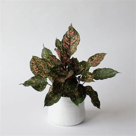 Aglaonema - Pink Dalmatian – Spruce Flowers and Events