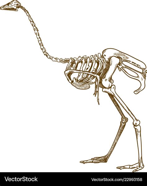 Engraving of ostrich skeleton Royalty Free Vector Image