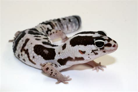 Reptiles Rawr!: African Fat Tailed Gecko