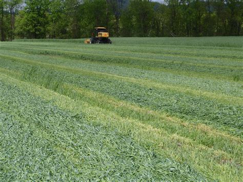 Cover Crops as Forage Crops…A Look at Winter Rye and Triticale ...