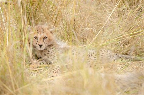 Cheetah Cub stock image. Image of safari, outdoor, eyes - 28019853