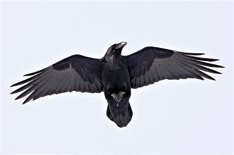 Raven in flight, shot from below. Love how the details of the wings ...