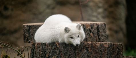 Arctic Fox Habitat For Kids