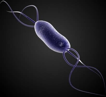 Listeria monocytogenes - EcuRed