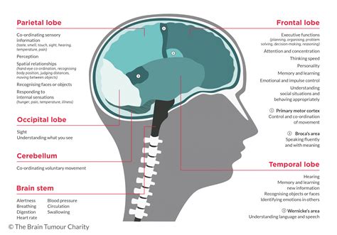 The human brain | The Brain Tumour Charity