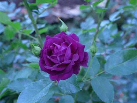 The Midnight Blue Rose - Minneopa Orchards