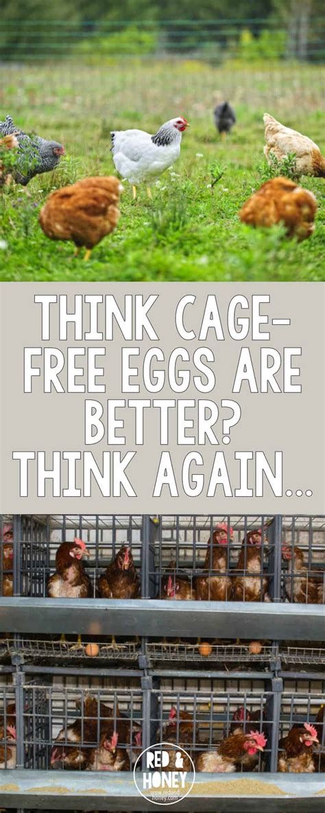 Think Cage-Free Eggs are Better? Think Again. - Red and Honey