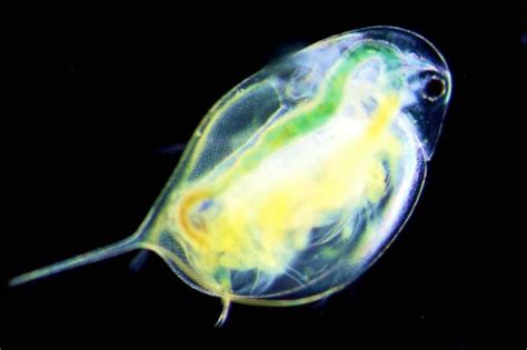 Zooplankton rapidly evolve tolerance to road salt - Earthzine