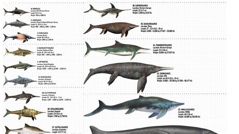 Size Comparison Of 15 Biggest Ichthyosaurs - YouTube