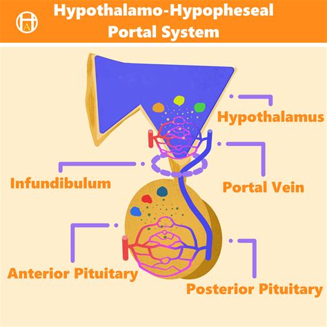 I made a diagram for the Hypothalamo-Hypopheseal Portal System! : r ...