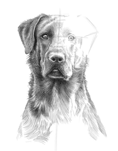 Labrador Retriever Drawing - TR Design Studio