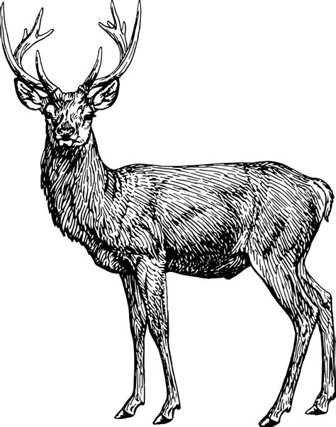 OnlineLabels Clip Art - Stag 5