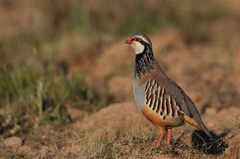 Red-Legged Partridge | Bird Identification Guide | Bird Spot