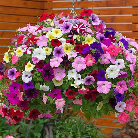 Buy Petunia Easy Wave Plants | J Parker Dutch Bulbs