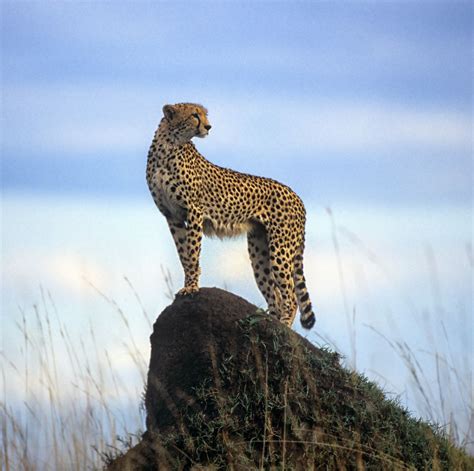 Ultimate Compilation of Over 999 Cheetah Images – Astonishing Collection in Full 4K Resolution