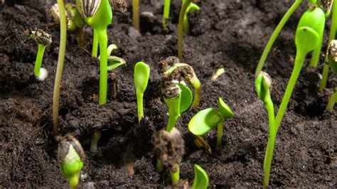 Timelapse Stock Footage Video - Plant Germination and Growth of Sunflower Seeds | 1055 | Plants ...