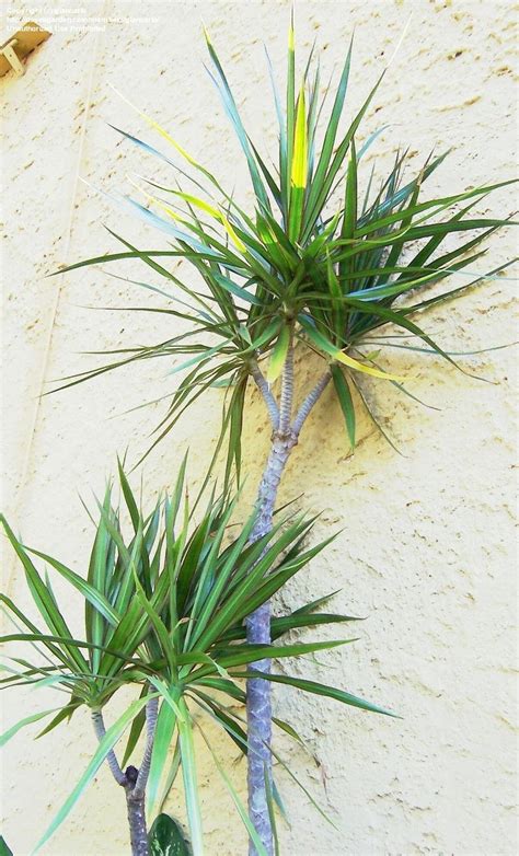 PlantFiles Pictures: Dracaena Species, Dragon Tree, Red-Margined Dracaena, Madagascar Dragon ...