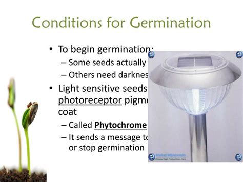 PPT - Seed Germination PowerPoint Presentation - ID:2030151