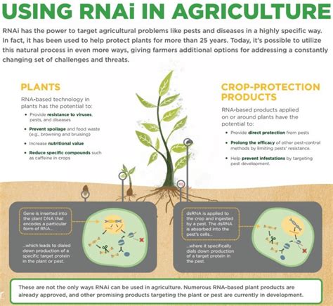 Infographic: How RNAi helps protect crops, prevent spoilage and increase nutrients in food ...