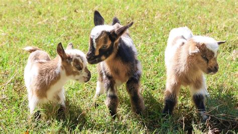 New kids on the block: Nashville Zoo welcomes Nigerian dwarf goat triplets