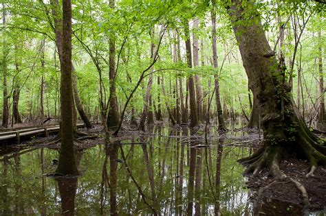 Travel: Congaree National Park | Raleigh and NYC Wedding Photographer ...