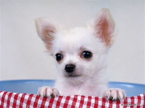 Pets: Chihuahua