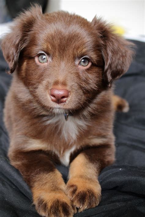 Red Tri Male Toy Australian Shepherd, toy Aussie Bruce Facebook page is ...