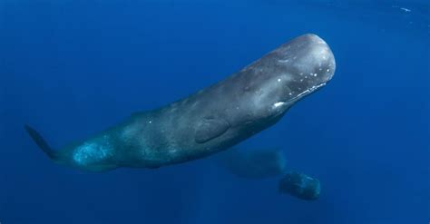 Sperm Whale Teeth: Everything You Need to Know - A-Z Animals