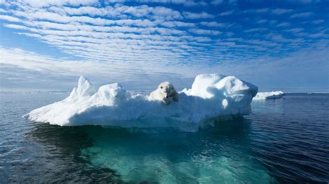 Melting sea ice accelerates global warming in a vicious cycle • Earth.com