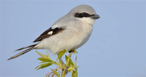 Northern Shrike Identification, All About Birds, Cornell Lab of Ornithology