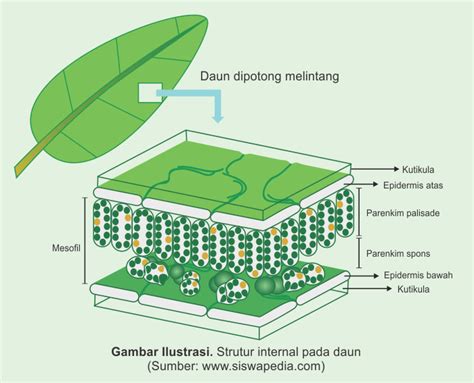 Gambar Struktur Daun Dikotil Dan Monokotil Beserta Fungsinya - Gambar ...