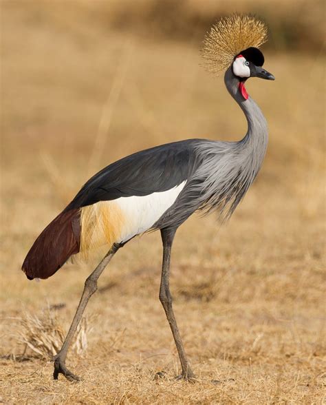 Crowned Crane | African Bird Facts & Pictures | Beauty Of Bird