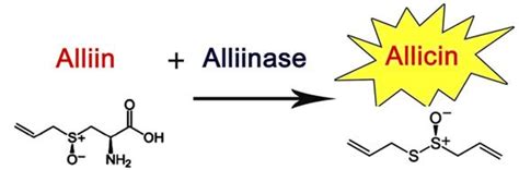 Allicin - Alchetron, The Free Social Encyclopedia