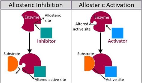 Enzyme Active Site Allosteric Site