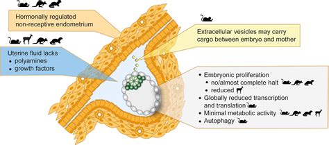 Frontiers | Molecular Regulation of Paused Pluripotency in Early Mammalian Embryos and Stem Cells