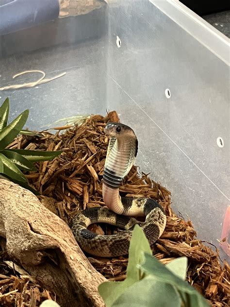 Baby cobras have no business being this adorable. (Naja Siamensis) : r/snakes