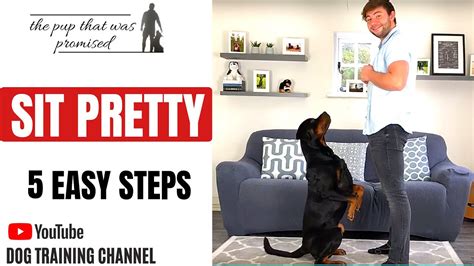 How to teach your dog “Sit Pretty” - Best Dog Training Methods