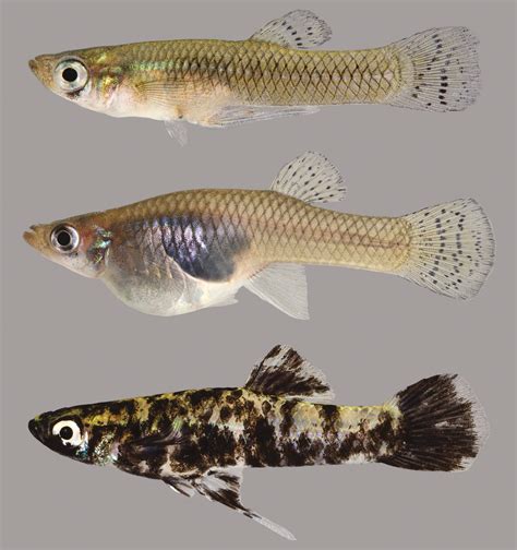 Eastern Mosquitofish | Fish, Tropical fish aquarium, Guppy fish