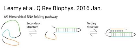 RNA folding : r/theyknew