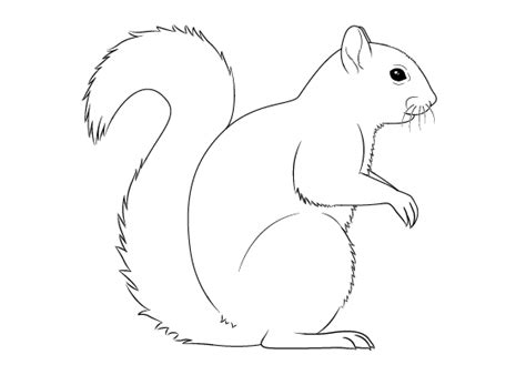 Squirrel Drawing Outline