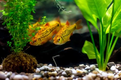 12 Compatible Goldfish Tank Mates | Build Your Aquarium